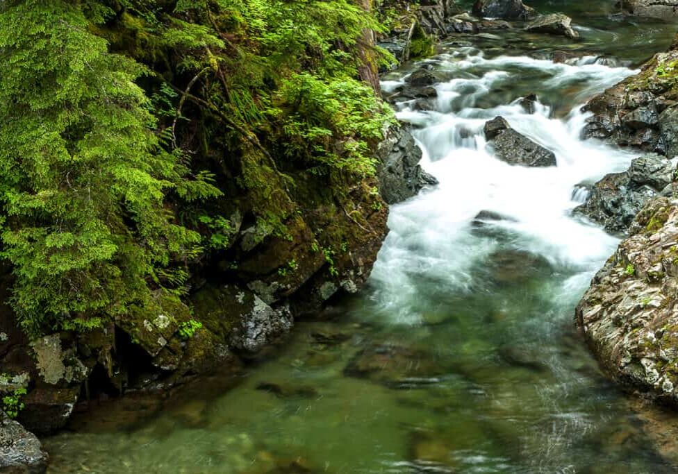 A clear, fast-flowing stream cascades over rocks surrounded by lush green moss and trees in a dense forest, resembling the serene beauty often highlighted by Snoqualmie Landscaping Company.