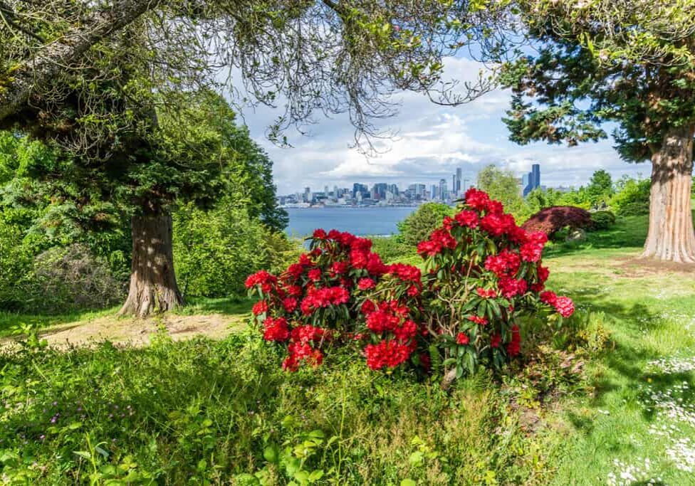 A vibrant bush of red flowers brightens a green park with trees, overlooking a city skyline across the water under a partly cloudy sky—showcasing the beauty inspired by Seattle Landscape Design.